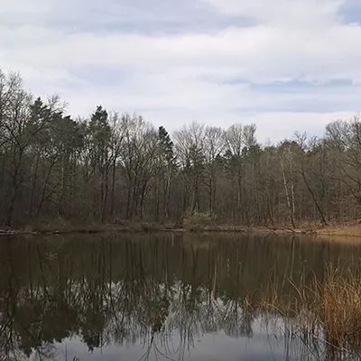 Gita alla palude pollini